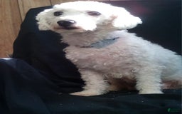 Bichpoo dogs for sale: Prince - Image 6