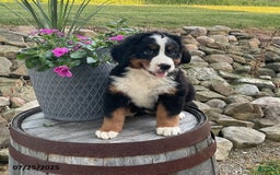 Bernese Mountain Dog dogs for sale: Bernese Mountain Dog 3 puppies - Image 9