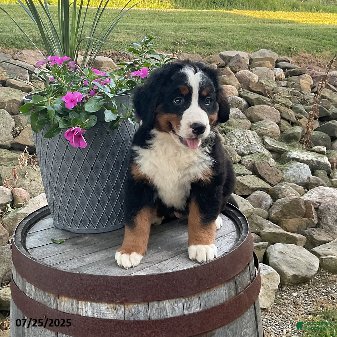 Bernese Mountain Dog dogs for sale: Bernese Mountain Dog 3 puppies - Image 9