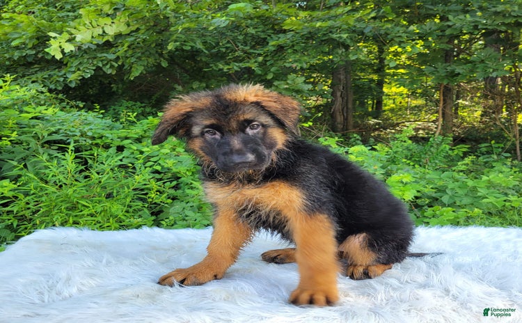 German Shepherd dogs for sale - Ad 3