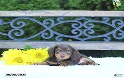 Miniature Dachshund dogs for sale: Fritz - Image 4