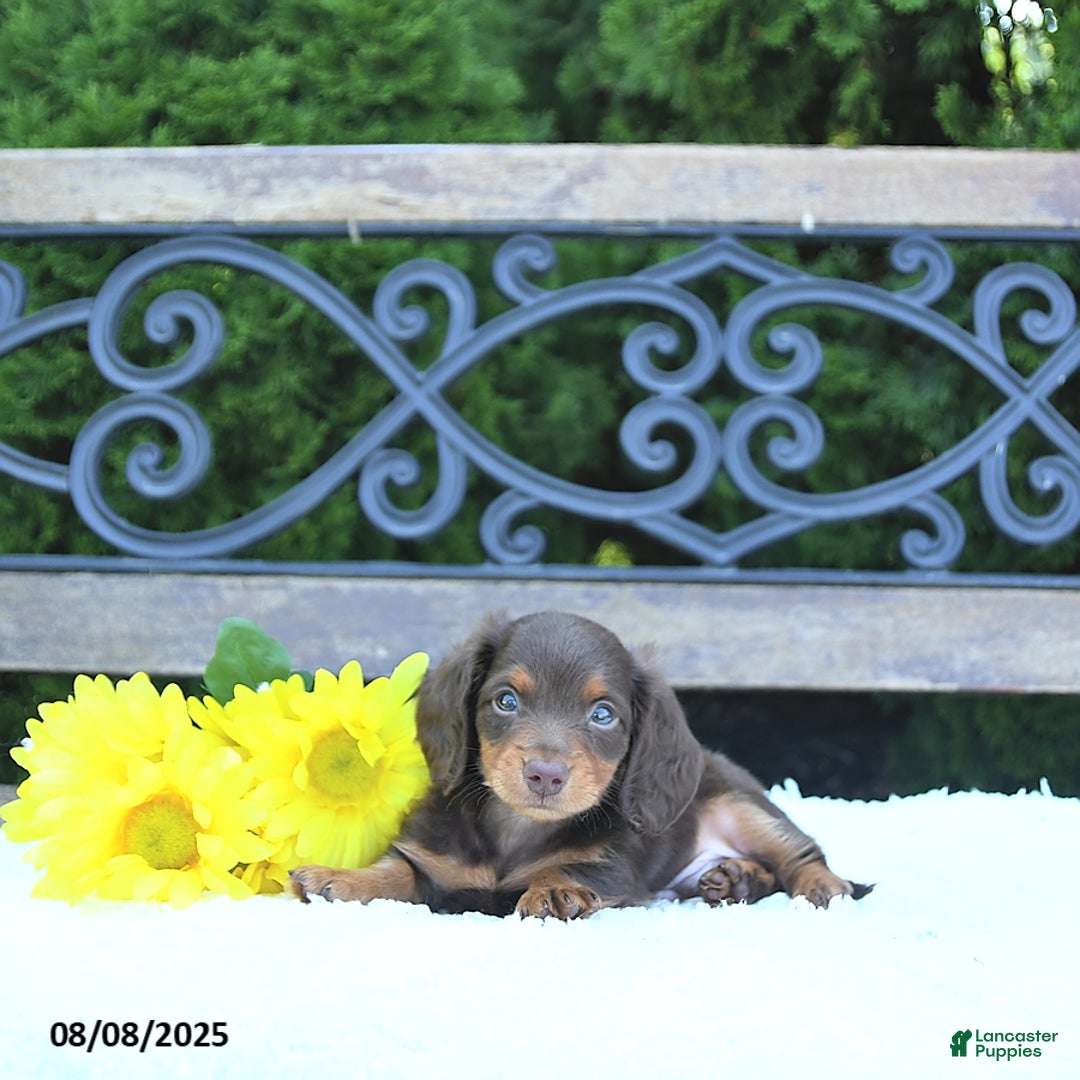 Miniature Dachshund dogs for sale: Fritz - Image 4