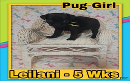 Pug dogs for sale: Leilani - Image 1