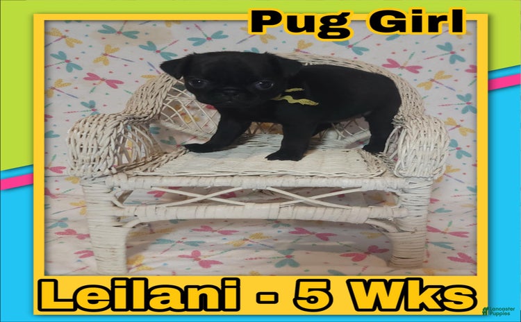 Pug dogs for sale - Ad 5