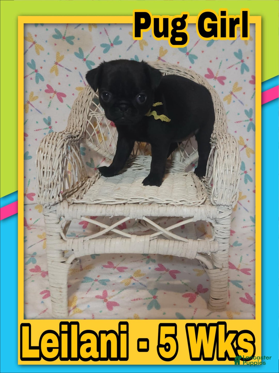 Pug dogs for sale: Leilani - Image 1