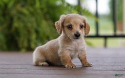 Miniature Dachshund dogs for sale: Goldilocks - Image 5