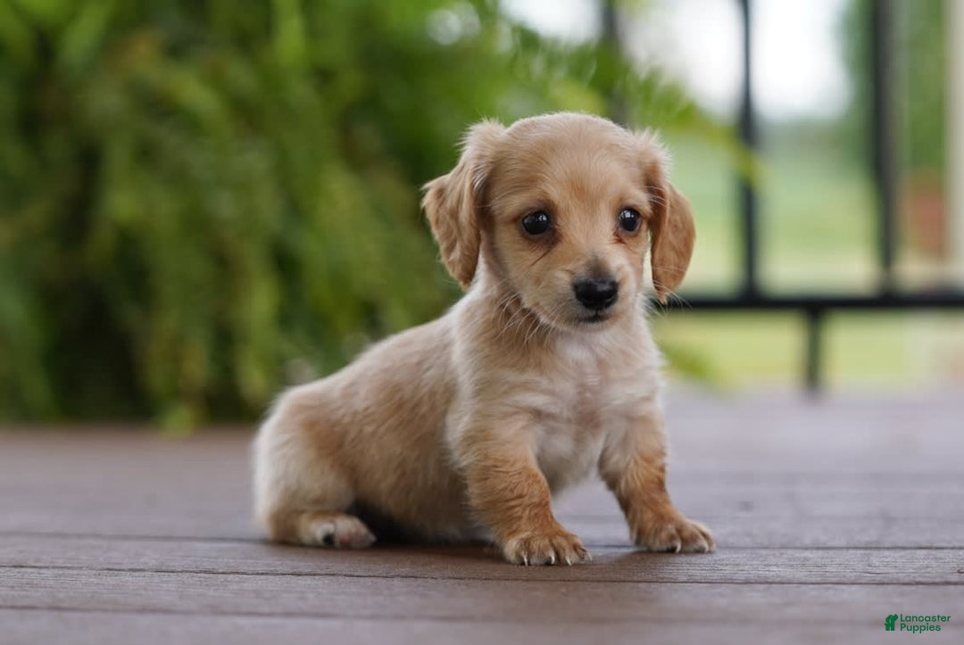 Miniature Dachshund dogs for sale: Goldilocks - Image 5