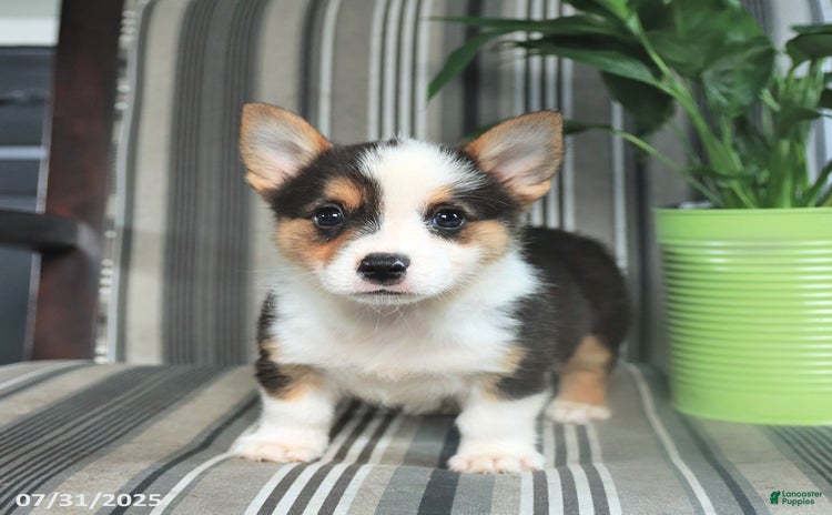 Welsh Corgi Pembroke dogs for sale - Ad 3