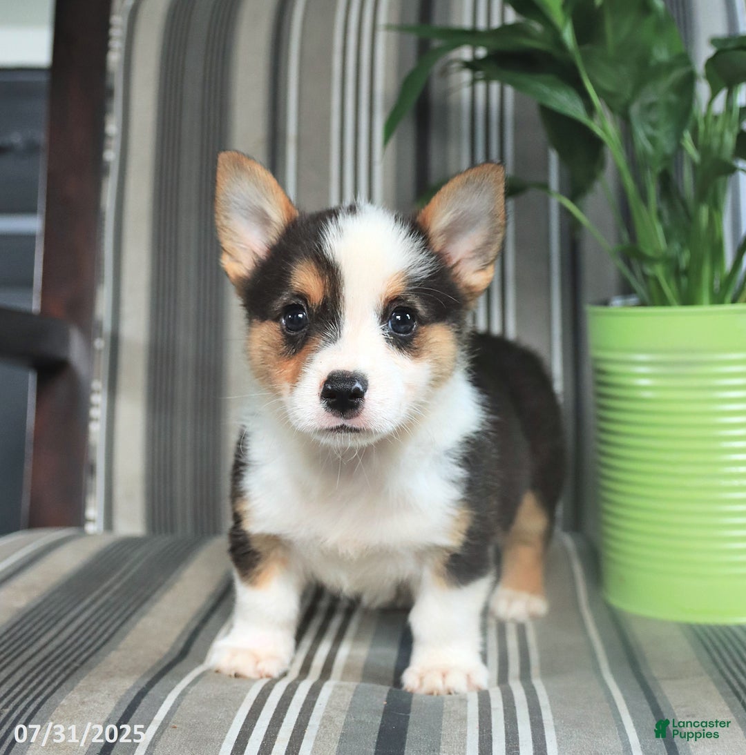 Welsh Corgi Pembroke dogs for sale: Titus - Image 3