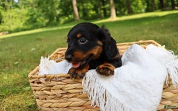 Miniature Dachshund dogs for sale: Miniature Dachshund 3 puppies - Image 3