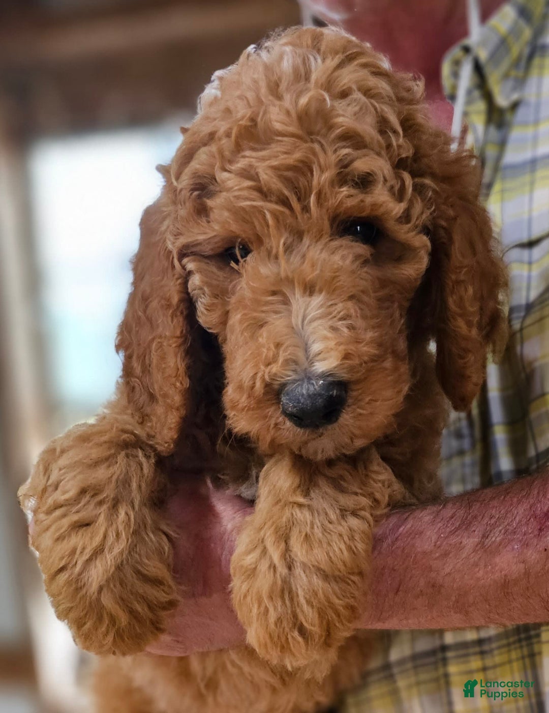 Standard Poodle dogs for sale: Ma Standard - Image 2