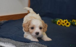 Cavachon dogs for sale: Rascal - Image 2
