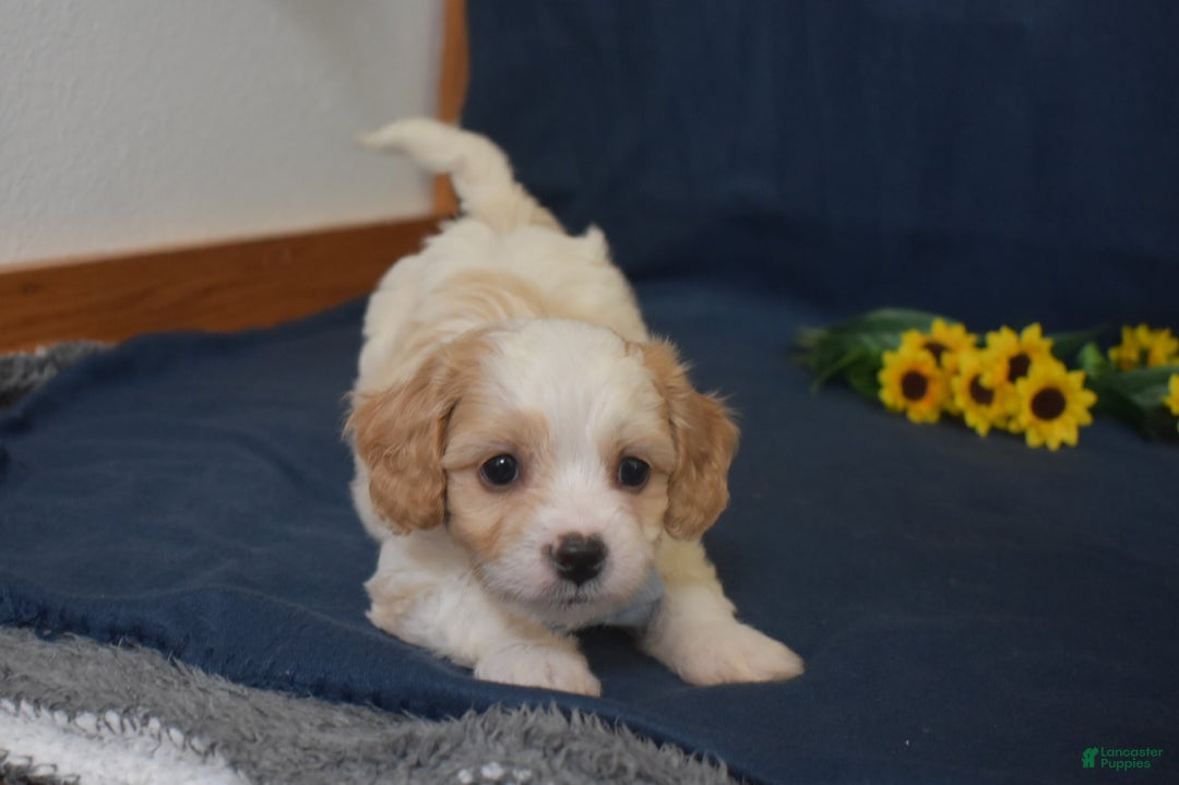 Cavachon dogs for sale: Rascal - Image 2