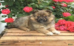 Pomeranian dogs for sale: Jill - Image 3