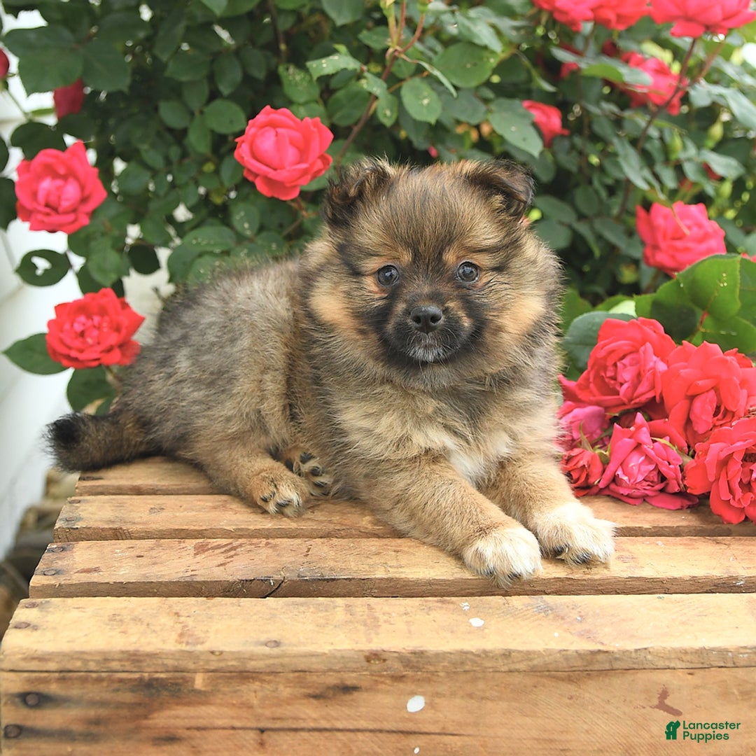 Pomeranian dogs for sale: Jill - Image 3