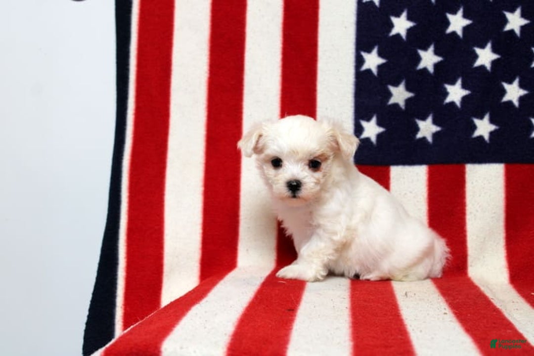 Maltese dogs for sale: Tiffany - Image 4