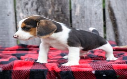 Beagle dogs for sale: Kylo - Image 8