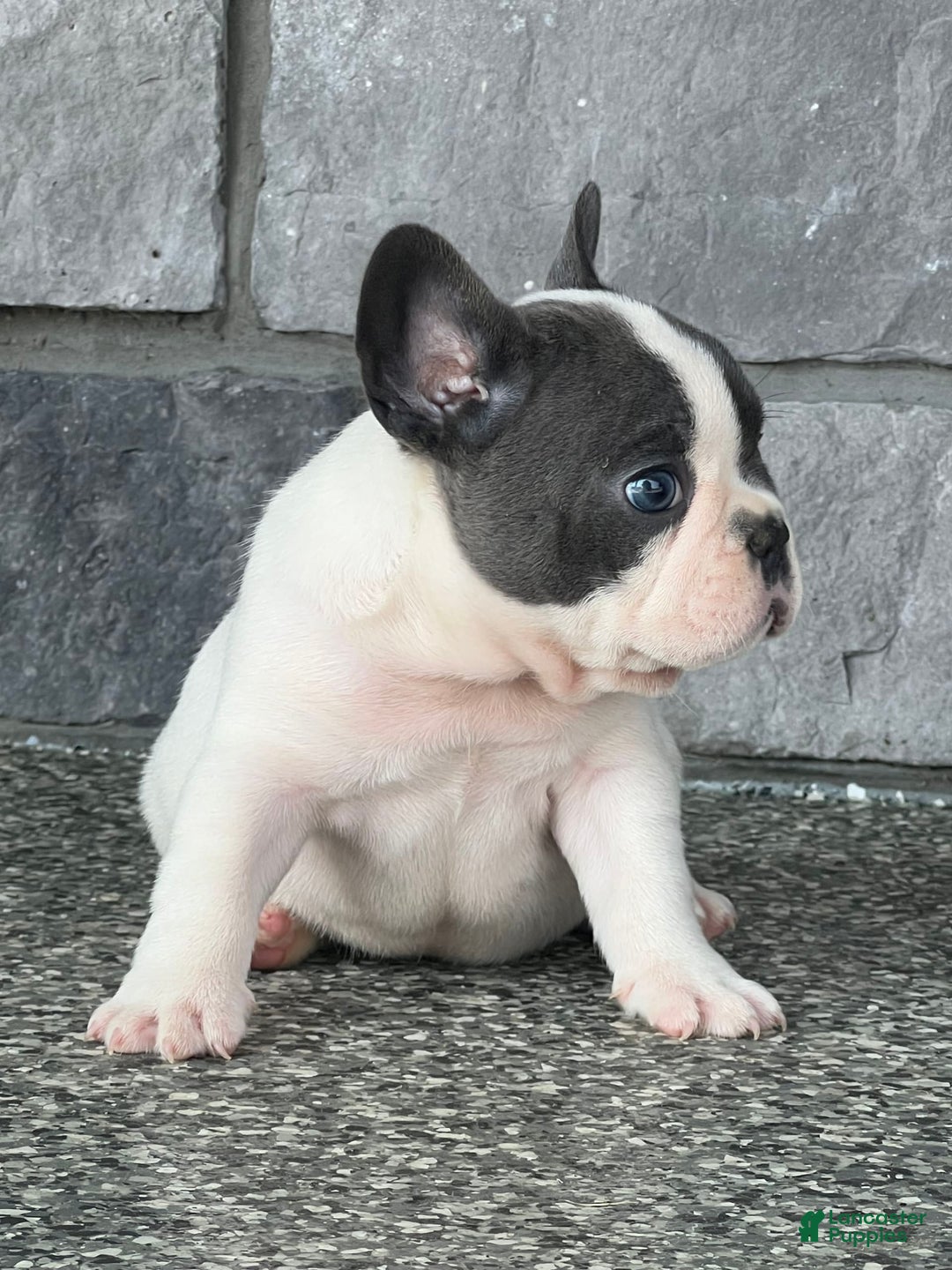 French Bulldog dogs for sale: Lando - Image 4