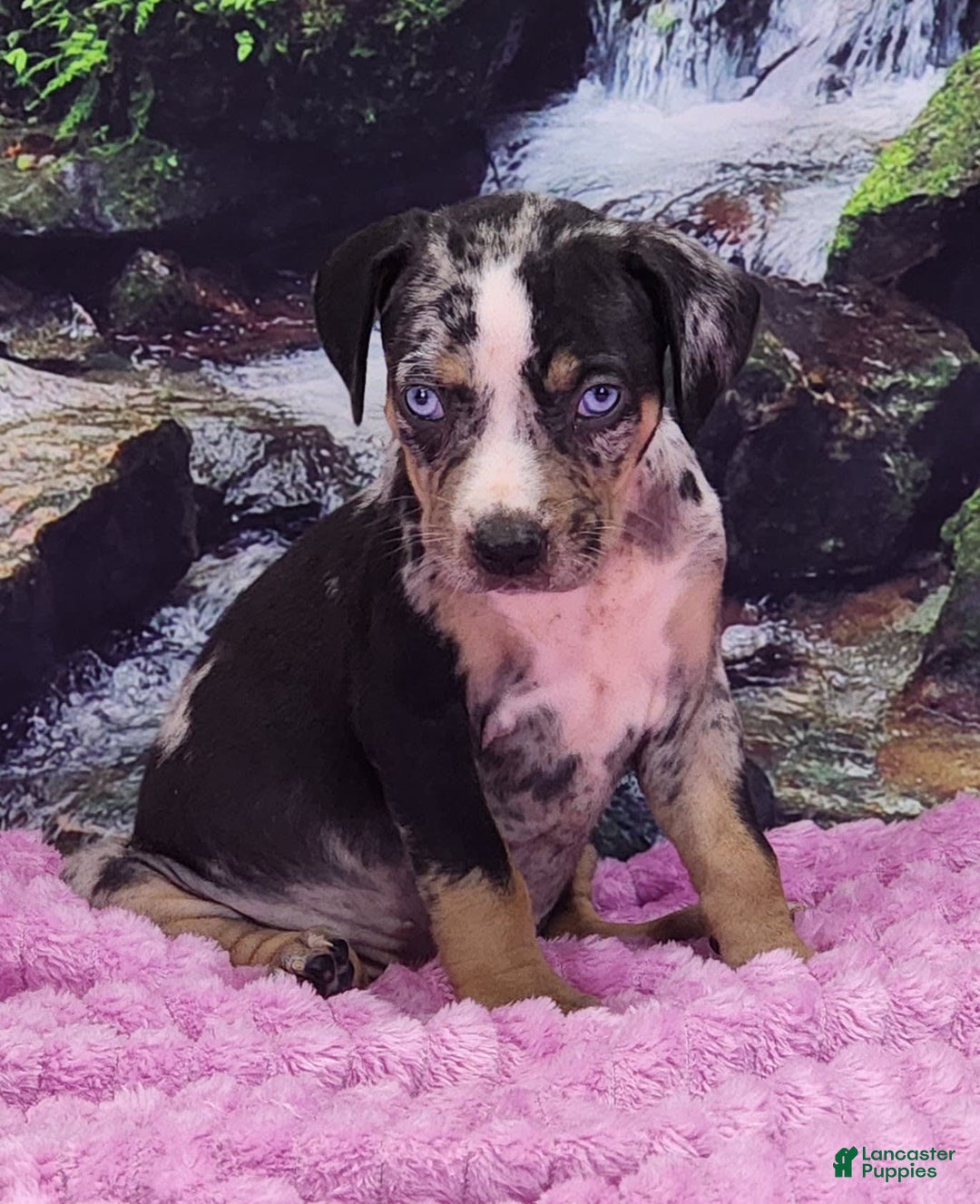 Catahoula Leopard Dog dogs for sale: Luna 2025 Female 3 - Image 13