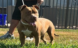 American Bully dogs for sale: Jasper - Image 4