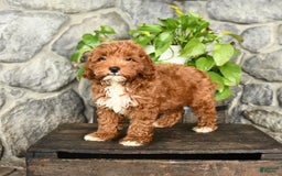 Cockapoo dogs for sale: Sparkey - Image 2