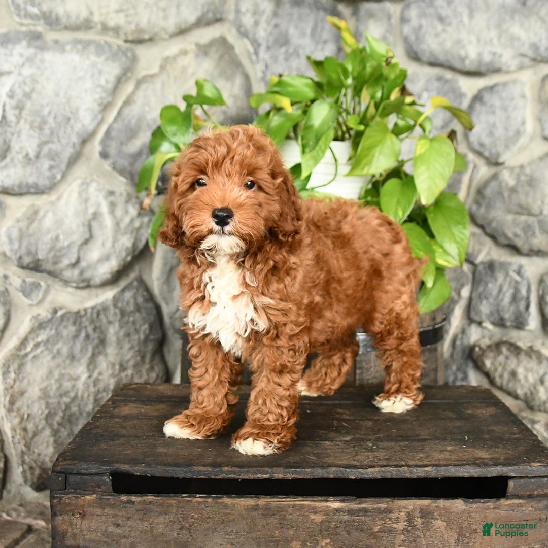 Cockapoo dogs for sale: Sparkey - Image 2