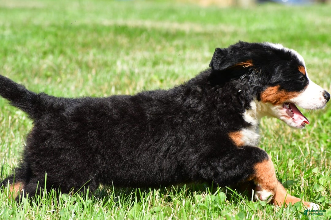 Bernese Mountain Dog dogs for sale: Bella - Image 2