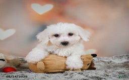 Bichon Frise dogs for sale: Beverly - Image 6