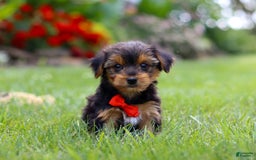 Yorkshire Terrier dogs for sale: Frankie - Image 5