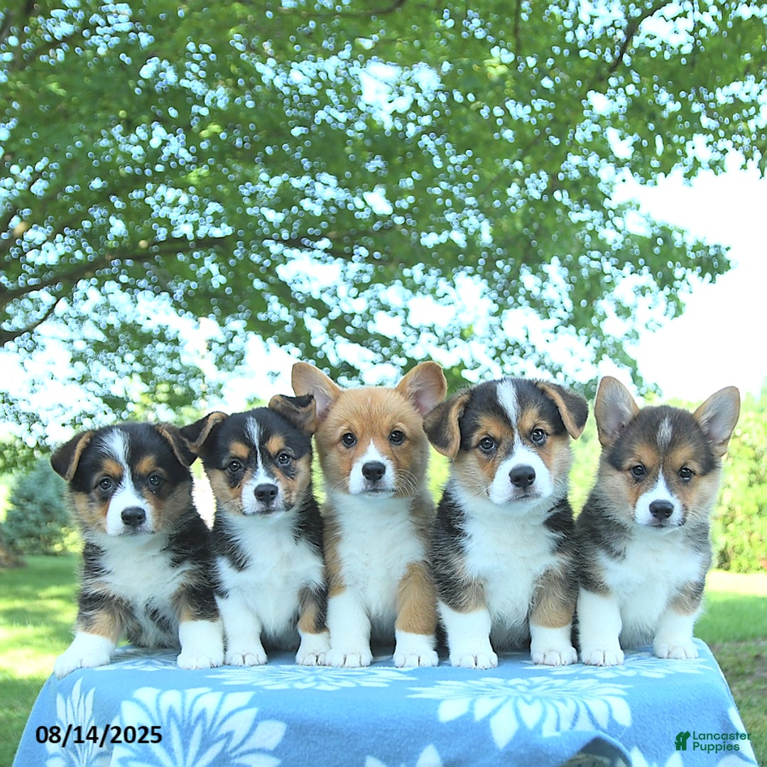 Welsh Corgi Pembroke dogs for sale: Mark - Image 2