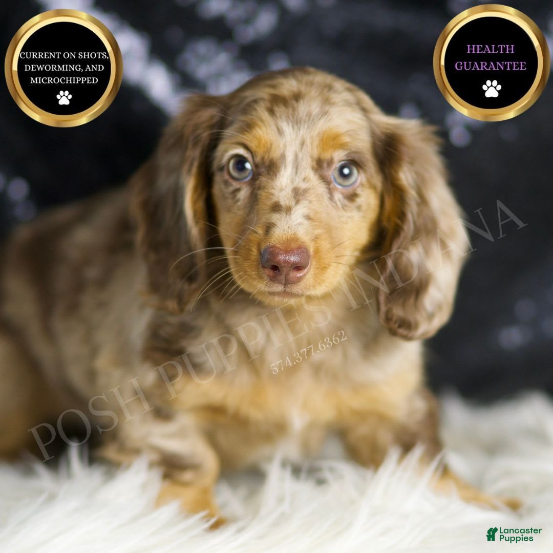 Miniature Dachshund dogs for sale: Iris - Image 3
