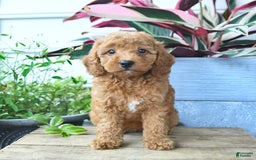 Mini Goldendoodle dogs for sale: Victoria - Image 3