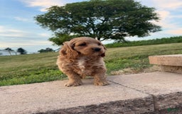 Cocker Spaniel dogs for sale: Mitch - Image 2