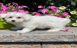 Coton De Tulear dogs for sale: Coco - Image 2