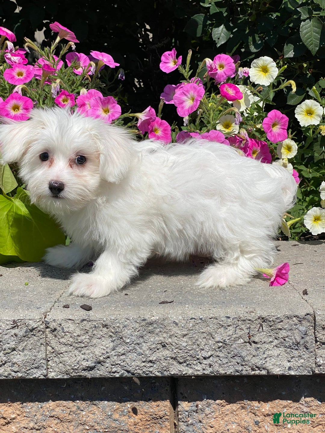 Coton De Tulear dogs for sale: Coco - Image 2