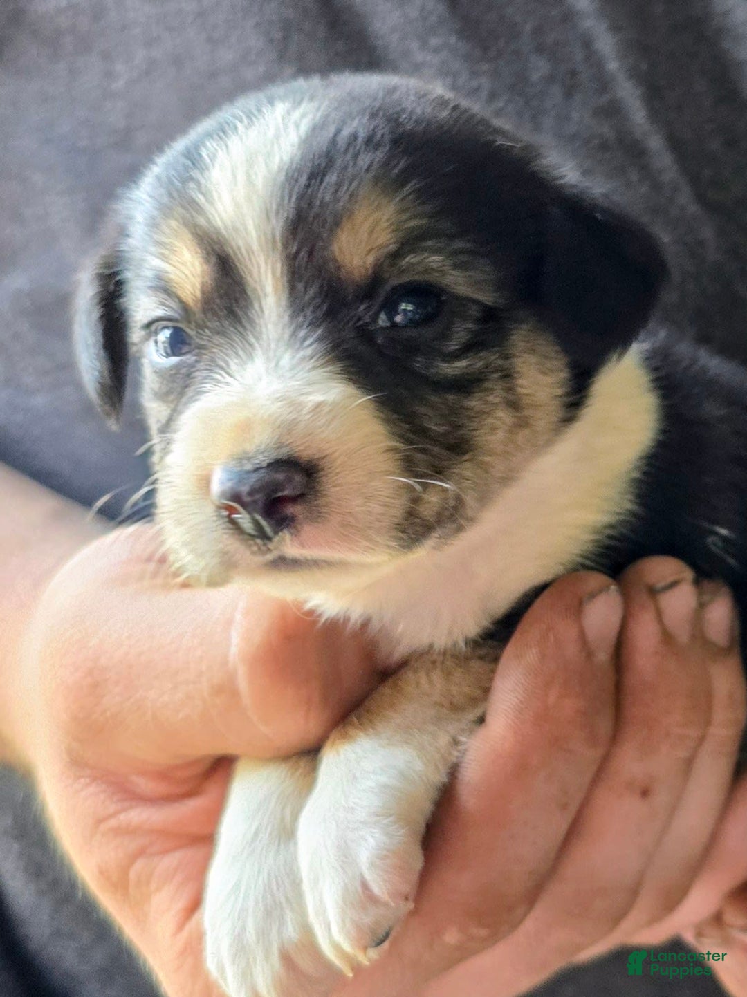 Miniature Australian Shepherd dogs for sale: Lila - Image 2
