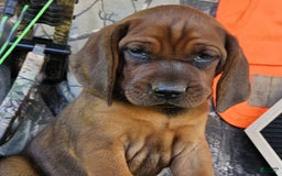 Redbone Coonhound dogs for sale: Oakley - Image 3
