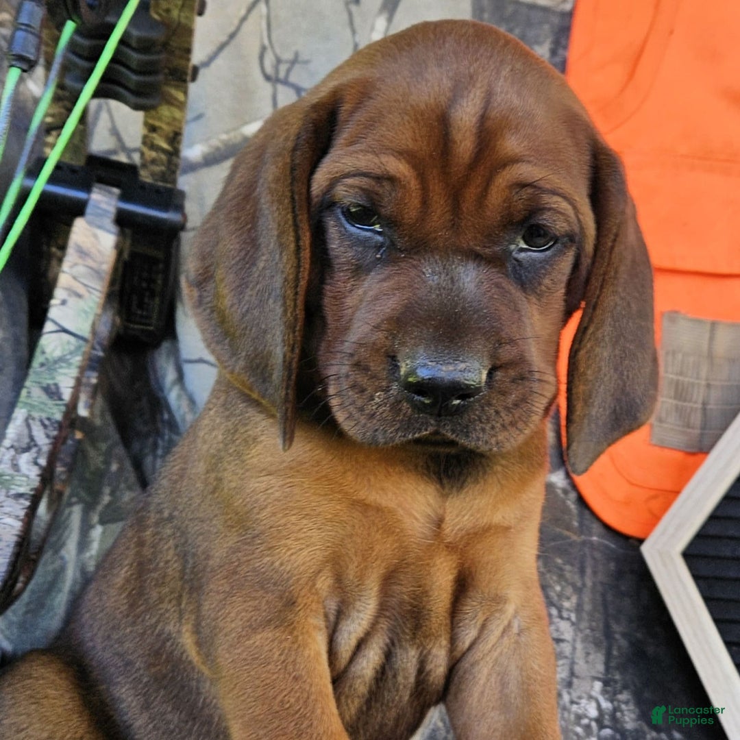 Redbone Coonhound dogs for sale: Oakley - Image 3