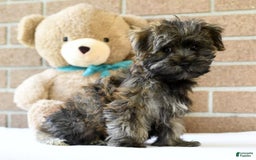 Morkie dogs for sale: Dallas - Image 7