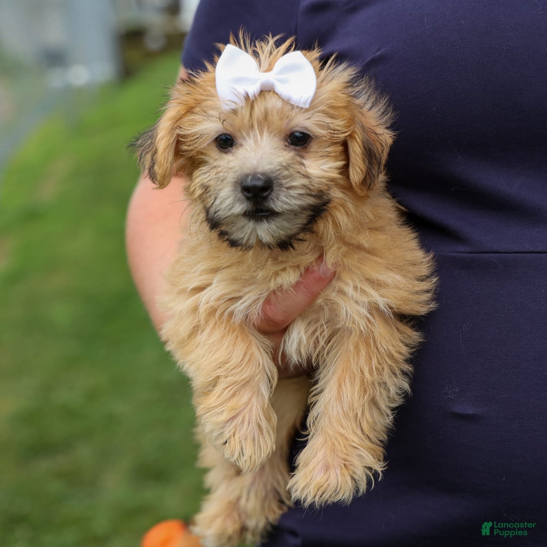 Yochon dogs for sale: Titus - Image 11