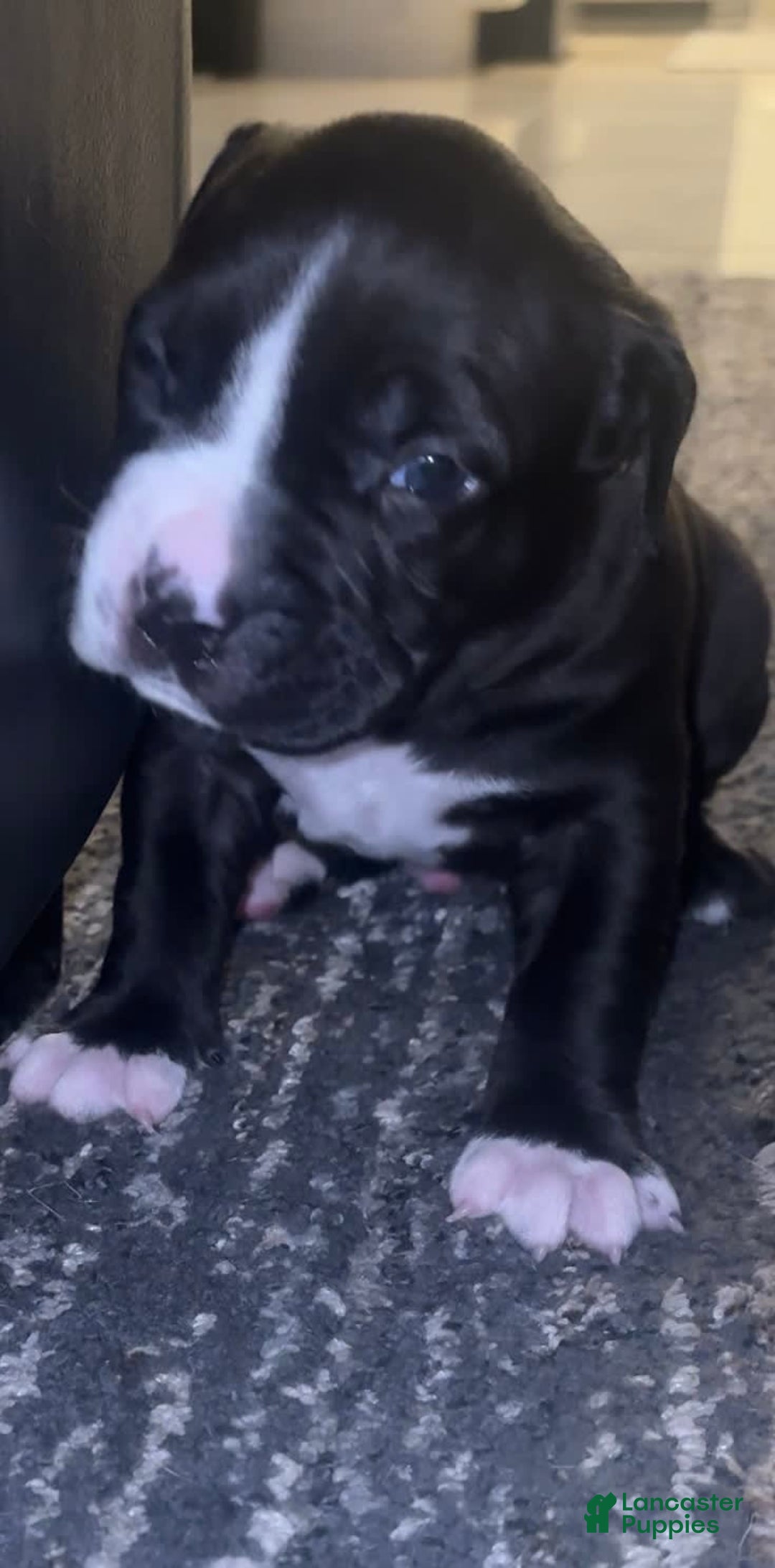 American Bully dogs for sale: Jasper - Image 2