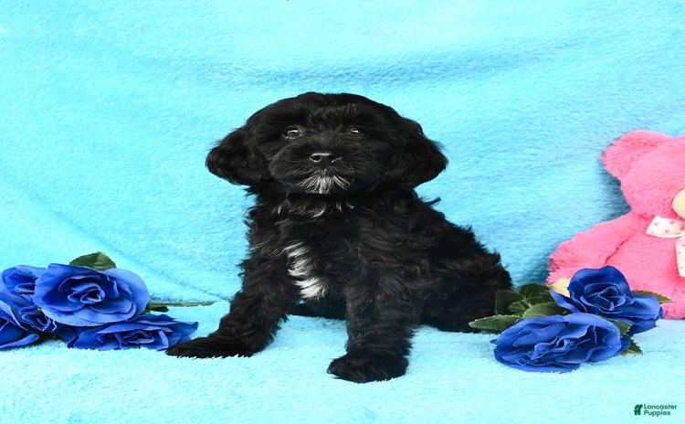 Shihpoo dogs for sale - Ad 4