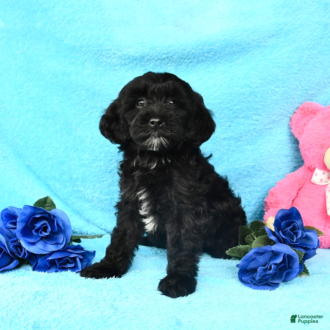 Shihpoo dogs for sale: Tulip - Image 1