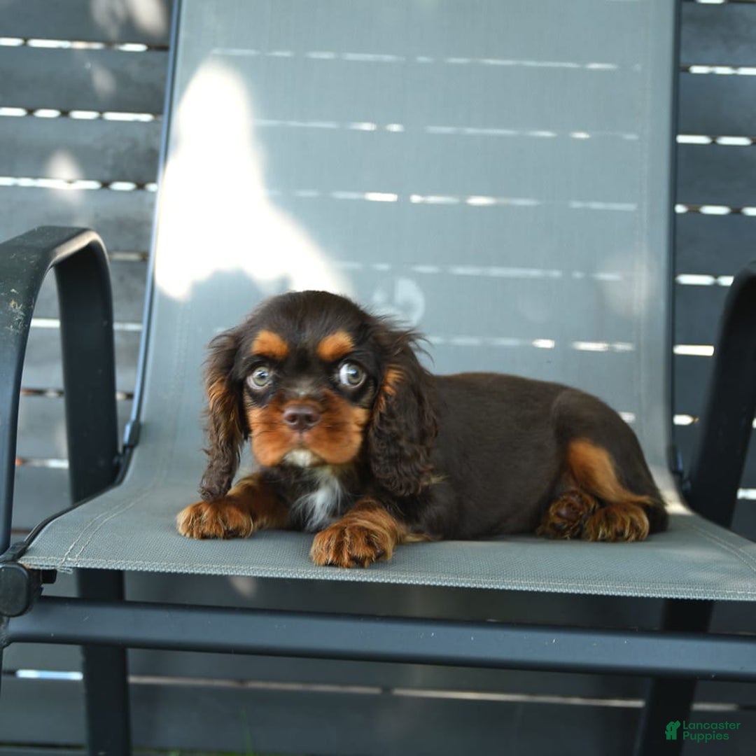 Cavalier King Charles Spaniel dogs for sale: Wiskey - Image 4