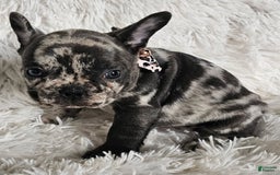 French Bulldog dogs for sale: Catalina - Image 5