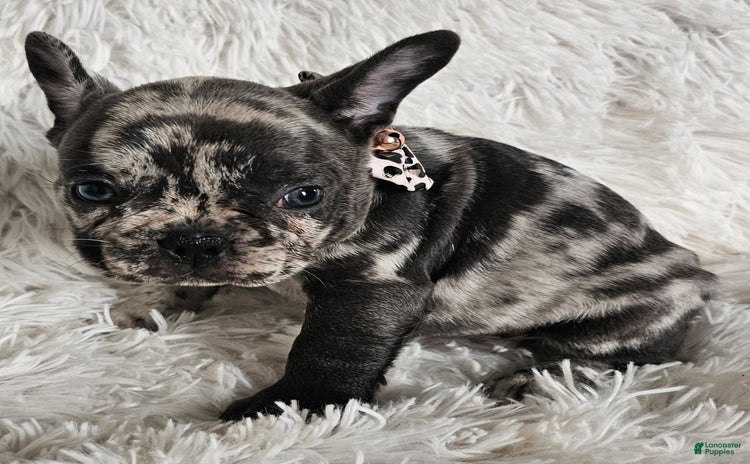 French Bulldog dogs for sale - Ad 1