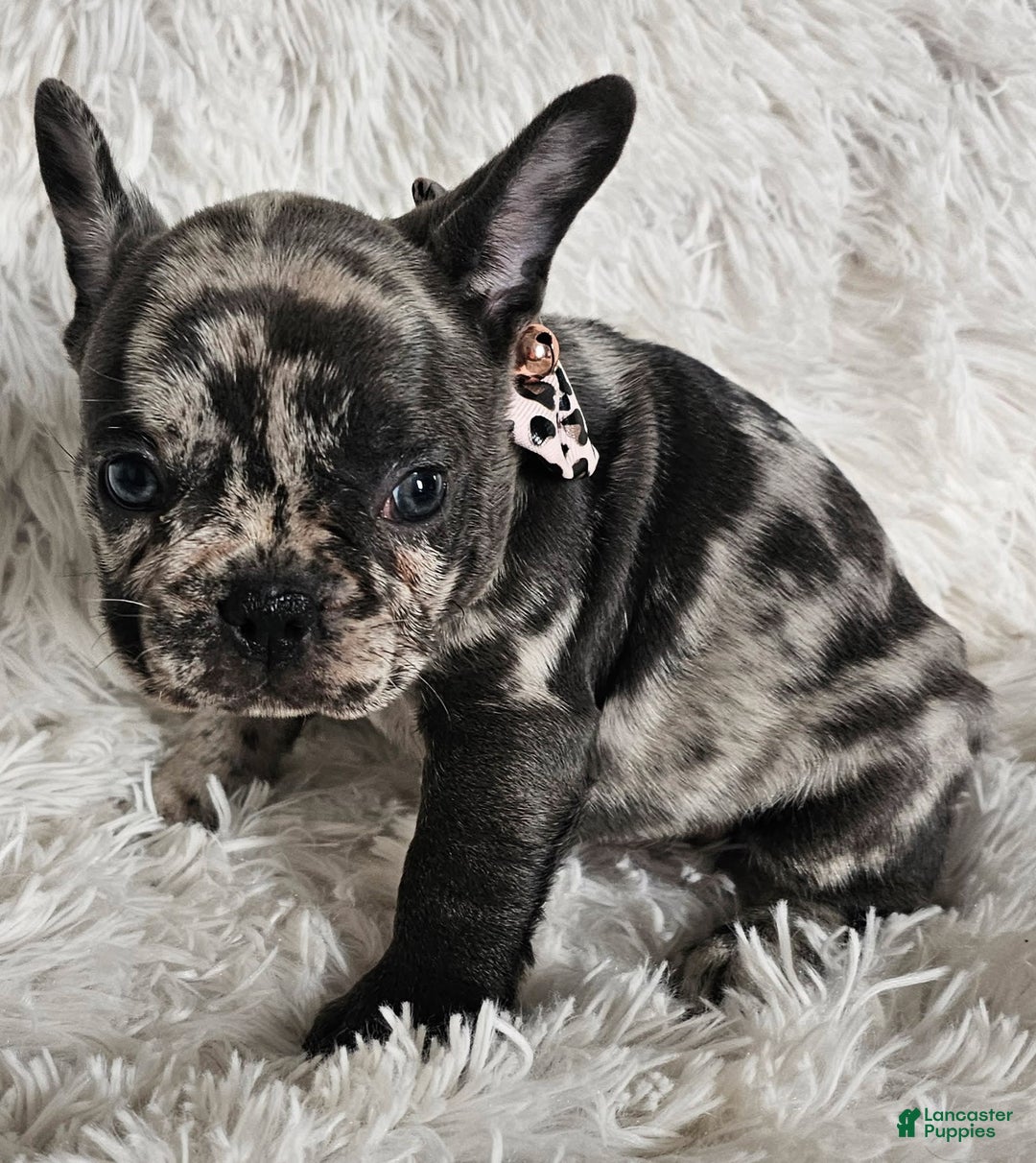 French Bulldog dogs for sale: Catalina - Image 5