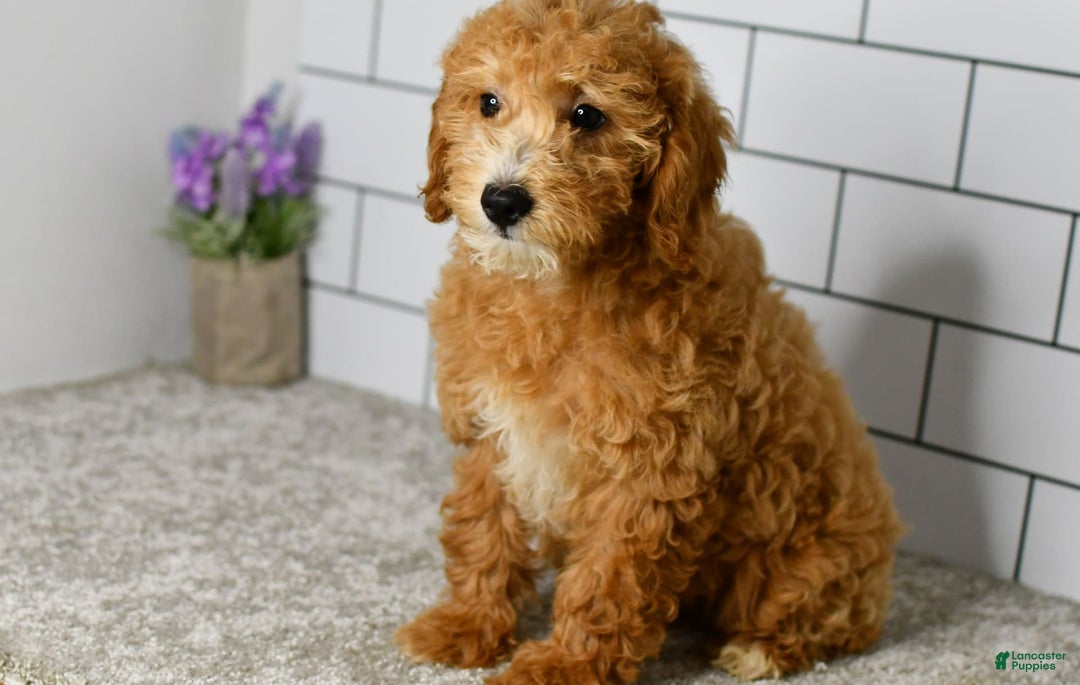 Mini Goldendoodle dogs for sale: Lucy - Image 8
