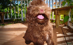 Havapoo dogs for sale: Wiggles - Image 2
