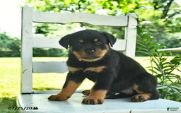 Rottweiler dogs for sale: Princess - Image 5